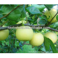 All Varieties Of Sweet Juicy Apple Seeds For Sale